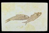 Pair of Fossil Fish (Knightia) - Green River Formation #130326-1
